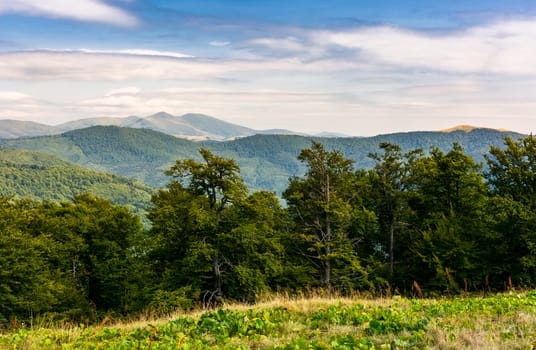 beech forest of Carpathian mountains in afternoon. lovely nature scenery in summertime. Svydovets mountain ridge in the distance under the cloudy sky