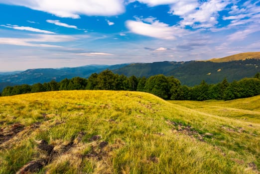 beautiful summer landscape of Carpathians. grassy slopes and forested hillsides. Ukrainian alps with Svydovets mountain ridge in the distance