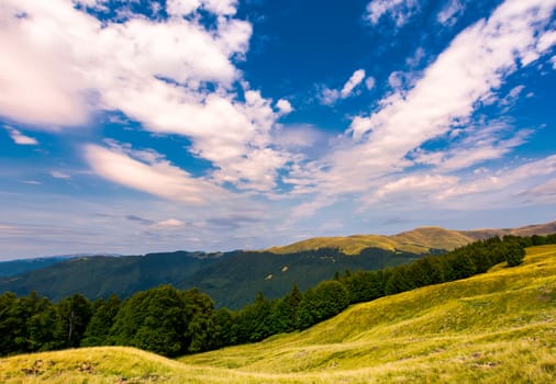 beautiful summer landscape of Carpathians. grassy slopes and forested hillsides. Ukrainian alps with Svydovets mountain ridge in the distance