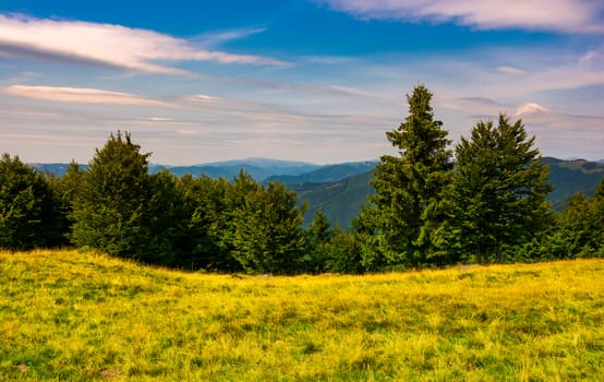 forest on a grassy meadow in mountains. beautiful summer landscape with Krasna mountain in the far distance under the blue sky with some clouds