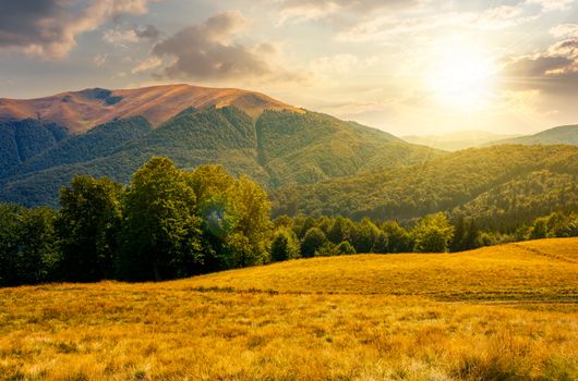 beech forest near Apetska mountain at sunset. lovely summer landscape of Carpathian mountains