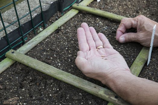 a man busy with sowing vegetable seeds like tomatoes radishes or carrot lettuce in a vegetable garden