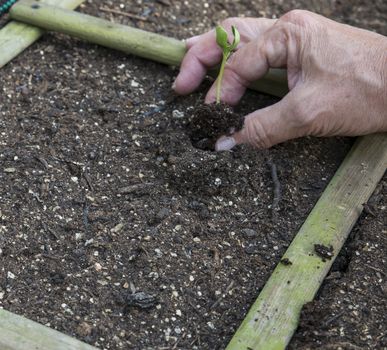 planting plants grown from seed in the ground in the garden
