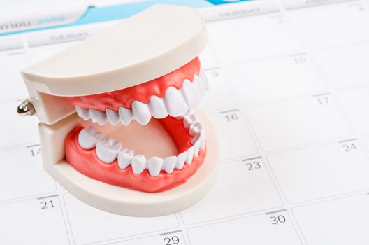 Calendar page and dentist demonstration teeth model. Dentist concept.