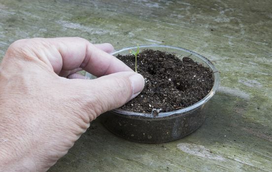 planting plants grown from seed in the ground in the garden