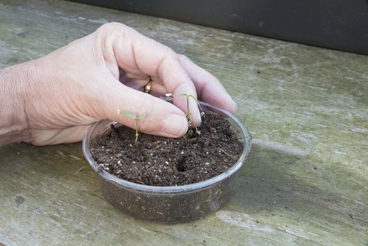 planting plants grown from seed in the ground in the garden