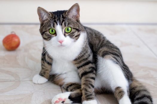 Domestic pet cat with bright green eyes watches cautiously and intently