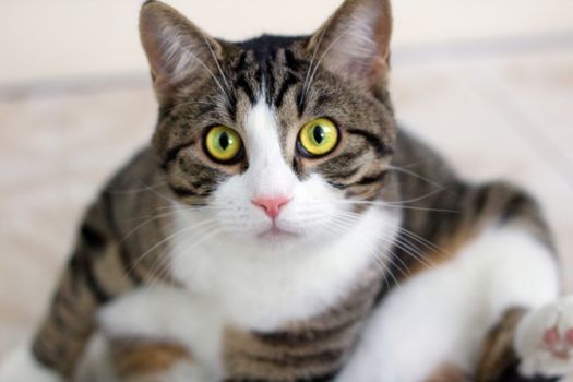 Domestic pet cat with bright green eyes watches cautiously and intently