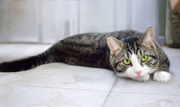 Domestic pet cat with bright green eyes lies on floor posing and stretching