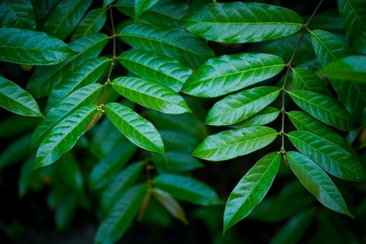 fresh green leaf on black background