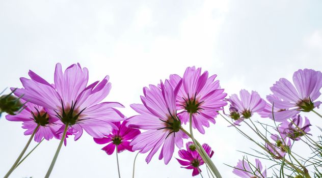 pink cosmos flowers in the garden