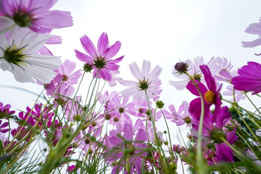 pink cosmos flowers in the garden