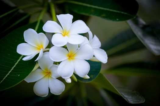 white plumeria flower, frangipani flower