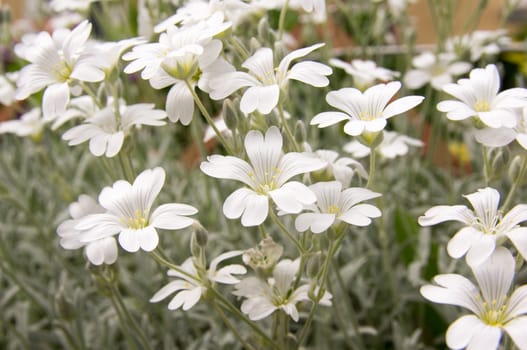 Flowers in the grounds,a soft white color and dull green stems