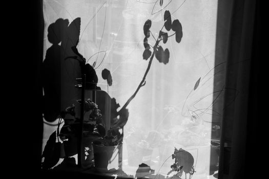 Unusually original the shadows from plants on transparent curtain. Black and white photo.