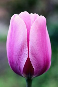 biautiful big pink tulip. photo. flowers spring