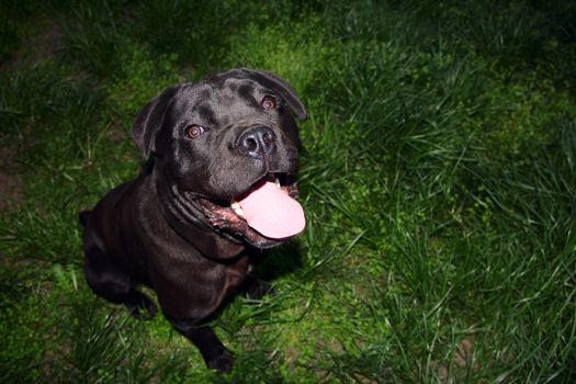 small black dog cane corso on the green grass. photo