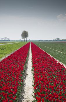filed of red tulips in holland on goeree with single tree at the background in holland