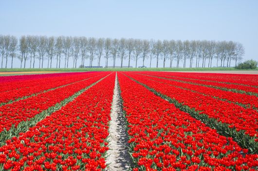 filed of red tulips in holland on goeree with trees at the background in holland