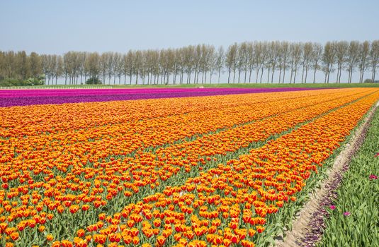 filed of red yellow purple and pink tulips in holland on goeree with single tree at the background in holland