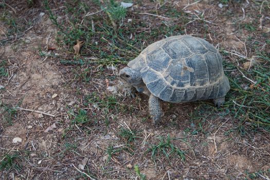 Photo of the turtle on the land