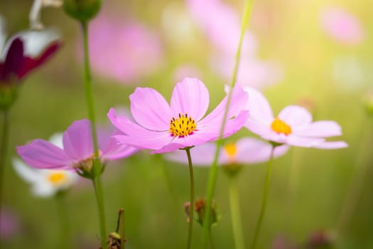 The background image of the colorful flowers, background nature