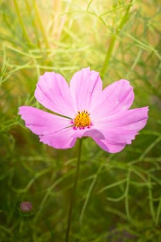 The background image of the colorful flowers, background nature