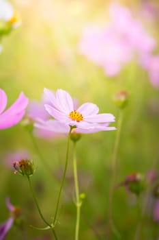 The background image of the colorful flowers, background nature