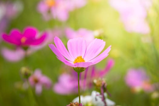 The background image of the colorful flowers, background nature