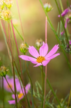 The background image of the colorful flowers, background nature