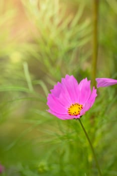 The background image of the colorful flowers, background nature