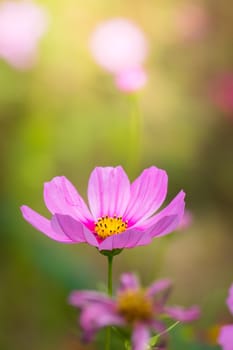 The background image of the colorful flowers, background nature