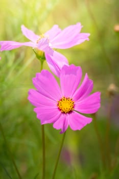 The background image of the colorful flowers, background nature