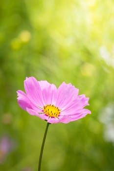 The background image of the colorful flowers, background nature