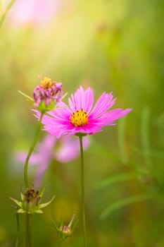 The background image of the colorful flowers, background nature