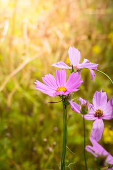 The background image of the colorful flowers, background nature