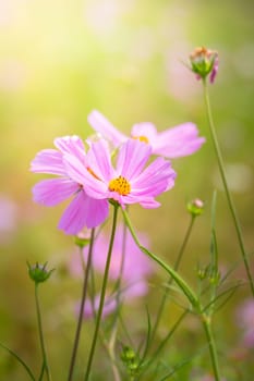 The background image of the colorful flowers, background nature