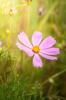 The background image of the colorful flowers, background nature