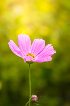 The background image of the colorful flowers, background nature