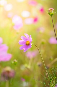 The background image of the colorful flowers, background nature