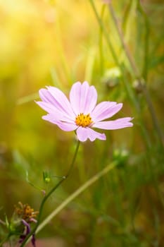 The background image of the colorful flowers, background nature