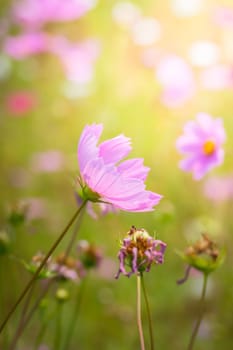 The background image of the colorful flowers, background nature