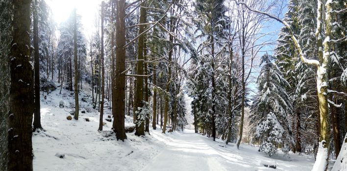 Panoramic view of a mountain forest road on winter