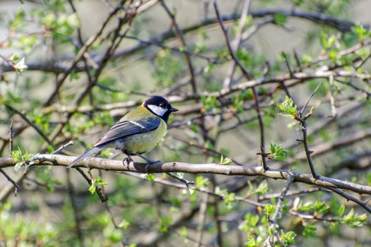 Great Tit Perched on a Branch