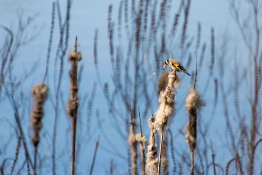 European Goldfinch Collecting Bulrush Seeds for Nestbuilding