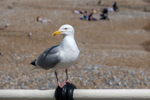 European Herring Gull (Larus argentatus)