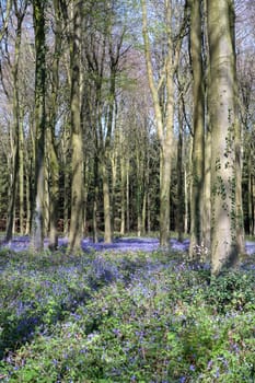 Bluebells in Wepham Wood