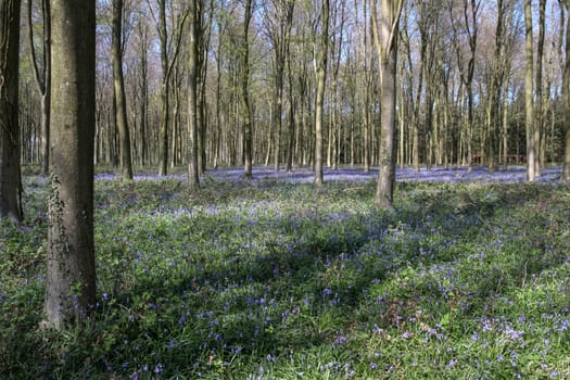 Bluebells in Wepham Wood