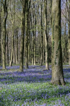 Bluebells in Wepham Wood