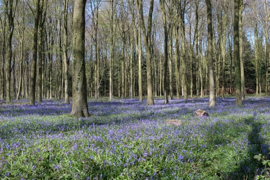 Bluebells in Wepham Wood